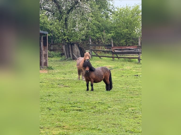 Shetland Ponys Wallach 19 Jahre 100 cm Fuchs in Droyßig