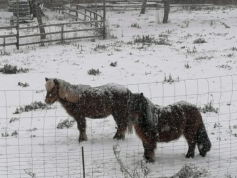 Shetland Ponys Wallach 19 Jahre 100 cm Fuchs in Droyßig