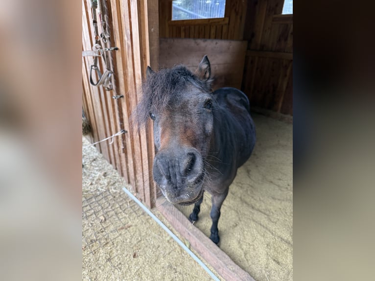 Shetland Ponys Wallach 19 Jahre 110 cm Dunkelbrauner in Tübingen