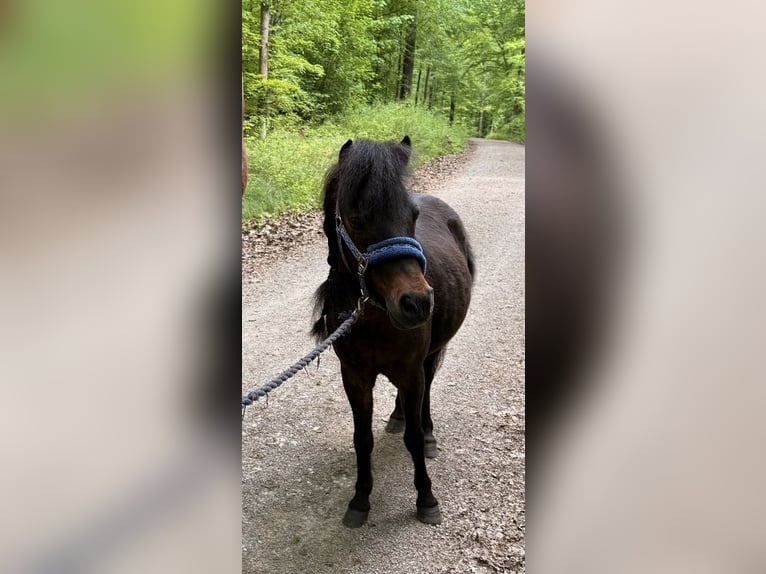 Shetland Ponys Wallach 19 Jahre 110 cm Dunkelbrauner in Tübingen