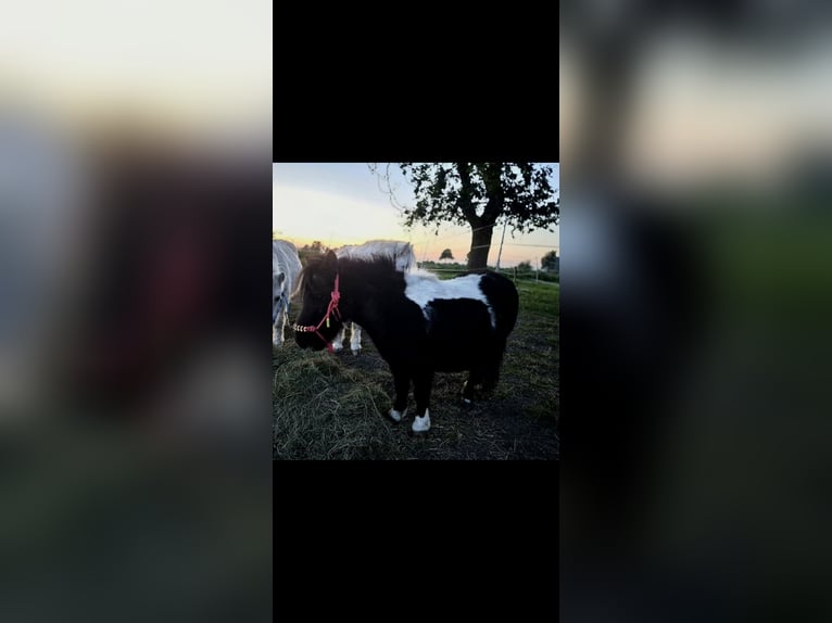 Shetland Ponys Wallach 19 Jahre 85 cm in Ecklak