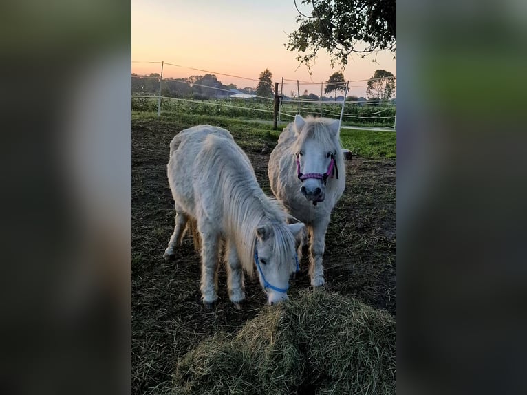 Shetland Ponys Wallach 19 Jahre 85 cm in Ecklak