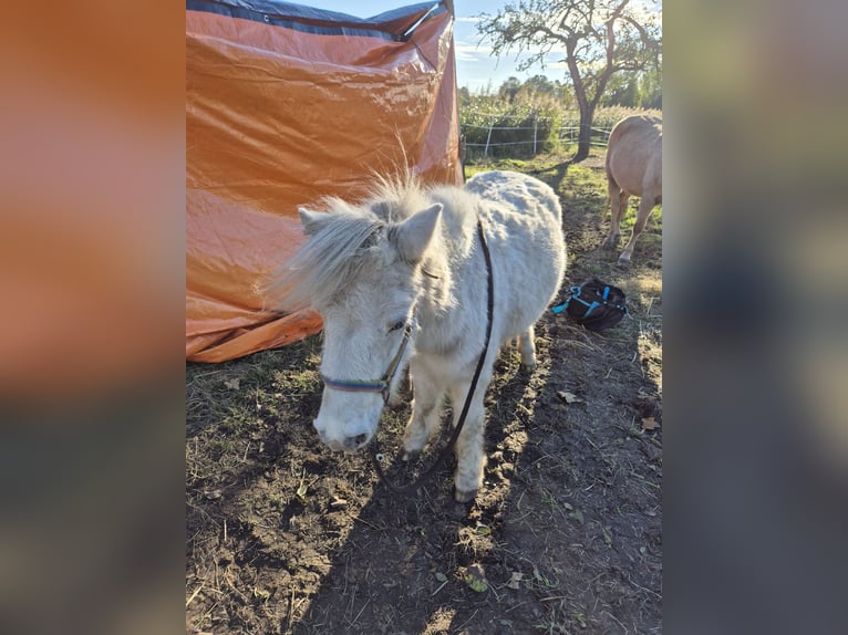 Shetland Ponys Wallach 19 Jahre 85 cm in Ecklak