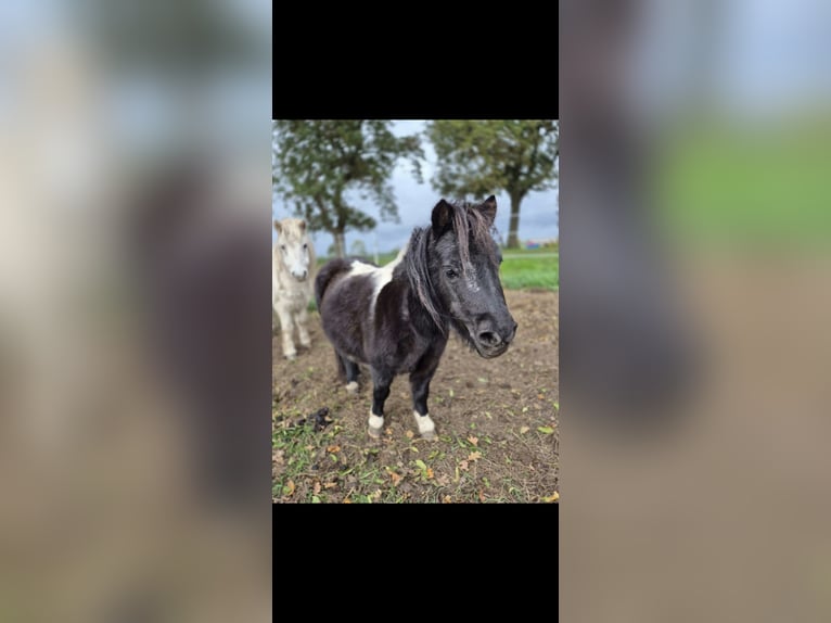 Shetland Ponys Wallach 19 Jahre 85 cm in Ecklak