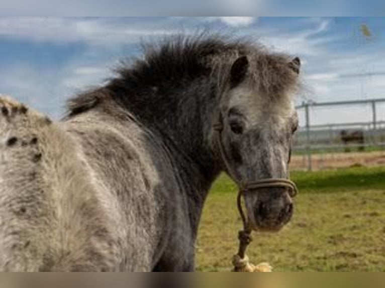 Shetland Ponys Wallach 19 Jahre 90 cm Tigerschecke in Rastatt