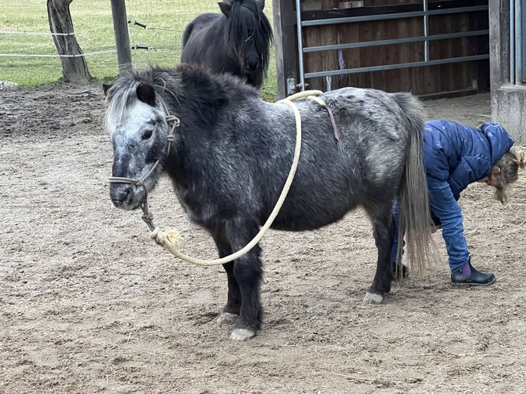 Shetland Ponys Wallach 19 Jahre 90 cm Tigerschecke in Rastatt