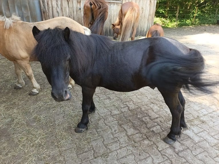 Shetland Ponys Wallach 19 Jahre 95 cm Rappe in Bobingen