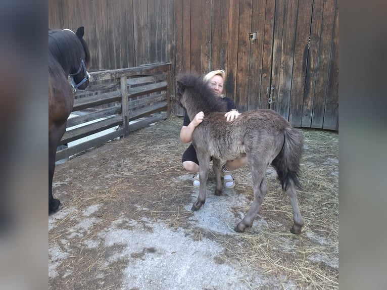 Shetland Ponys Wallach 1 Jahr 110 cm Rappe in Forstau