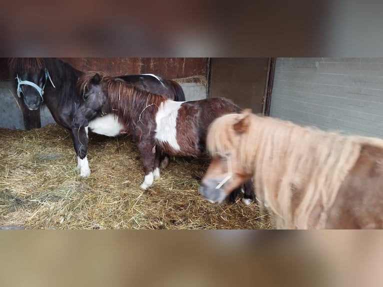 Shetland Ponys Wallach 1 Jahr 80 cm Brauner in BEDERO VALCUVIA