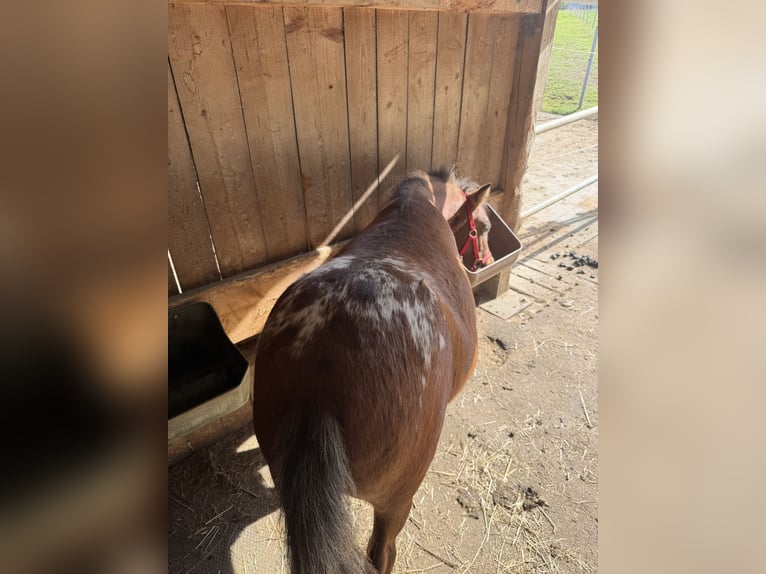 Shetland Ponys Wallach 1 Jahr Tigerschecke in Stöttwang
