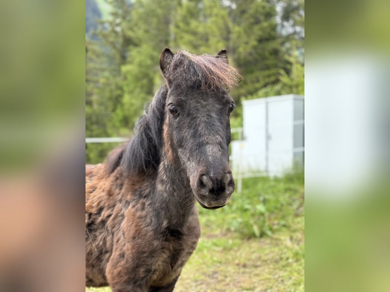 Shetland Ponys Wallach 20 Jahre 100 cm Rappe in Häselgehr