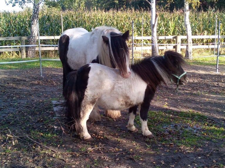 Shetland Ponys Wallach 20 Jahre 89 cm Schecke in Rahden