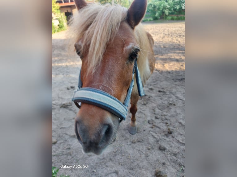 Shetland Ponys Wallach 20 Jahre 93 cm Brauner in wakendorf