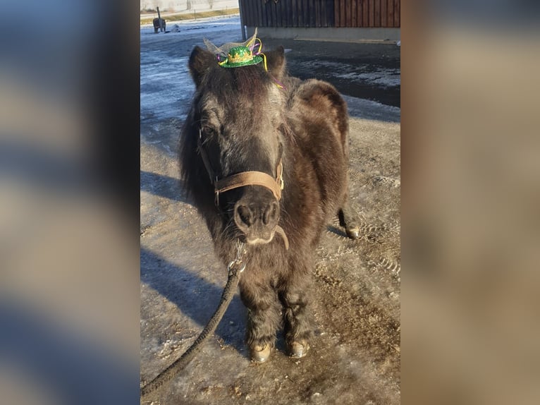 Shetland Ponys Wallach 20 Jahre in MössingenMössingen