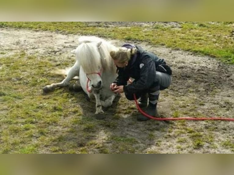 Shetland Ponys Wallach 21 Jahre 110 cm Schimmel in Tostedt