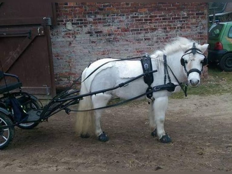 Shetland Ponys Wallach 21 Jahre 110 cm Schimmel in Tostedt