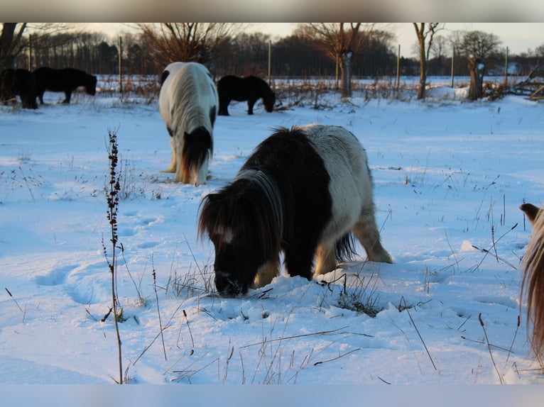 Shetland Ponys Wallach 21 Jahre 87 cm Schecke in Rahden