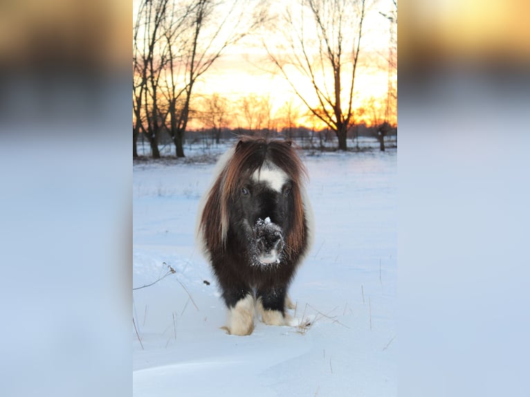 Shetland Ponys Wallach 21 Jahre 87 cm Schecke in Rahden