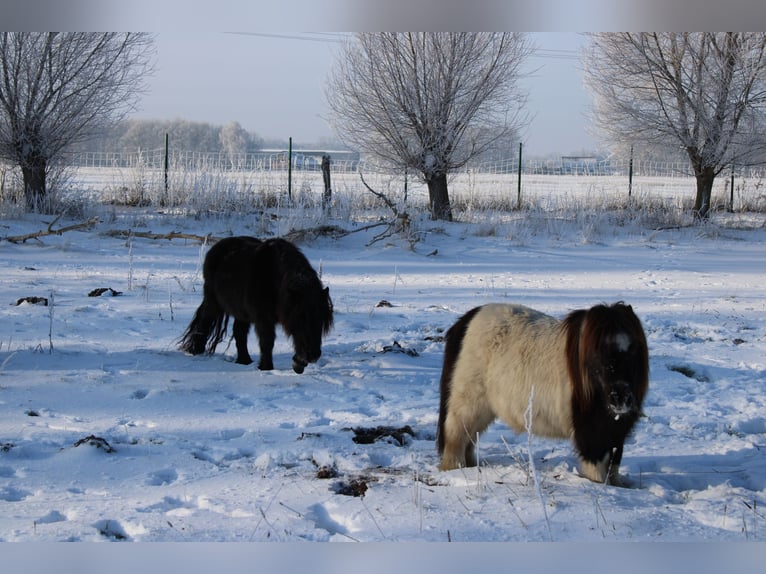 Shetland Ponys Wallach 21 Jahre 87 cm Schecke in Rahden