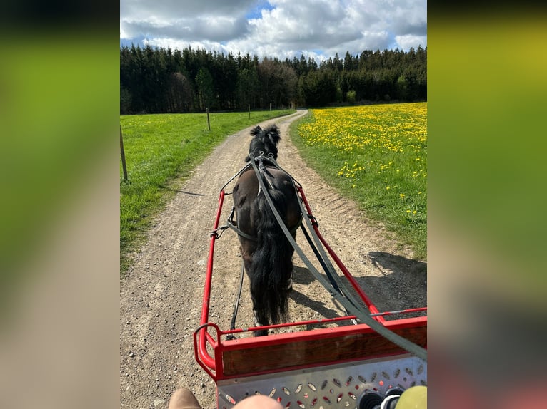 Shetland Ponys Wallach 22 Jahre 115 cm Rappe in Bad Wurzach