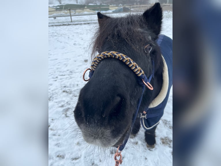 Shetland Ponys Wallach 22 Jahre 115 cm Rappe in Bad Wurzach