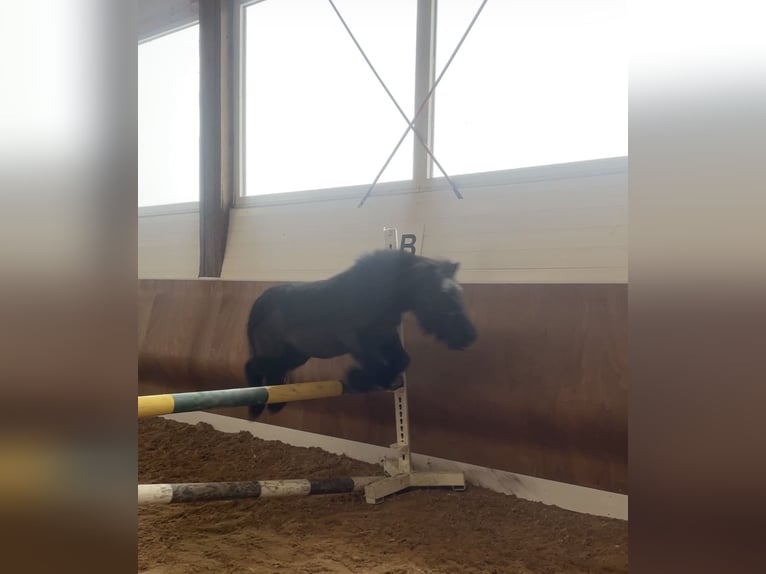 Shetland Ponys Wallach 22 Jahre 115 cm Rappe in Bad Wurzach