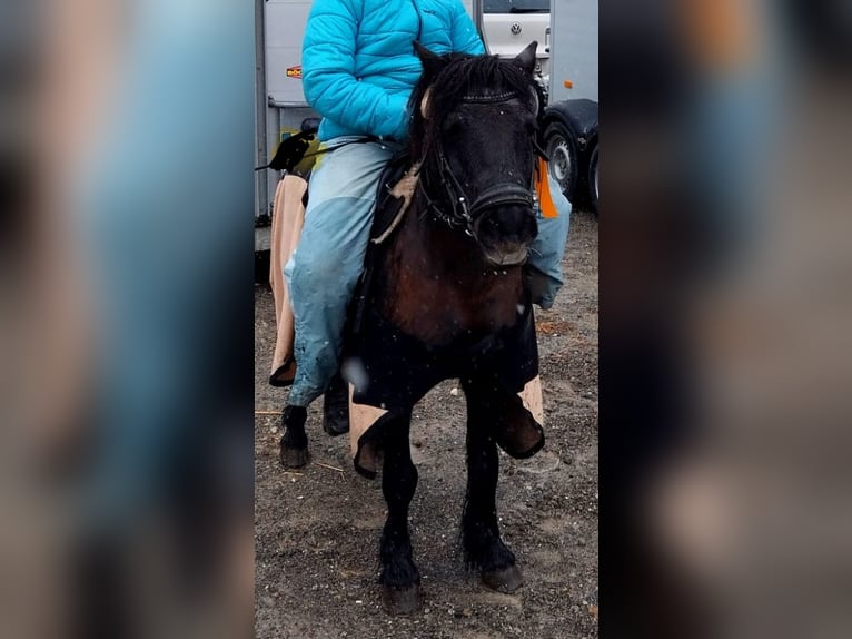 Shetland Ponys Wallach 22 Jahre 115 cm Rappe in Bad Wurzach
