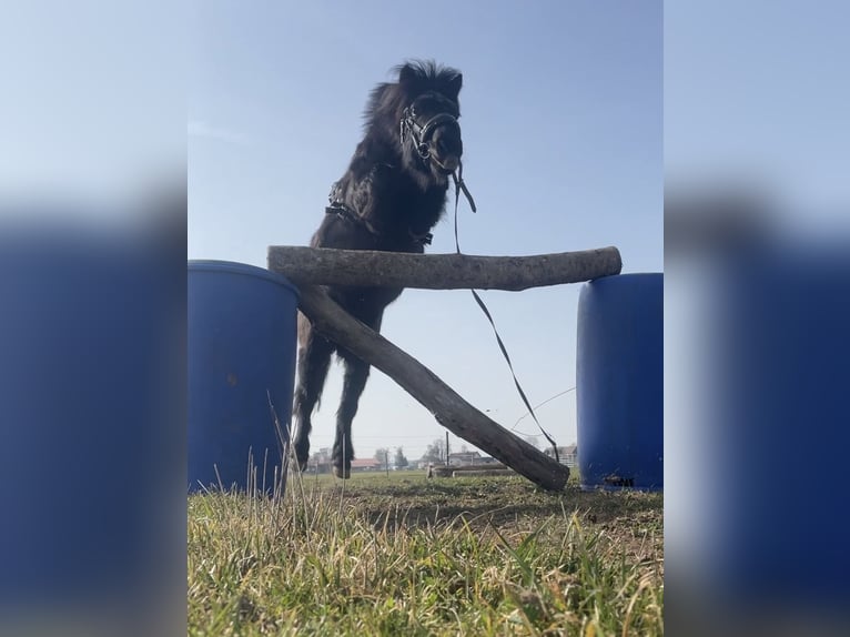 Shetland Ponys Wallach 22 Jahre 115 cm Rappe in Bad Wurzach