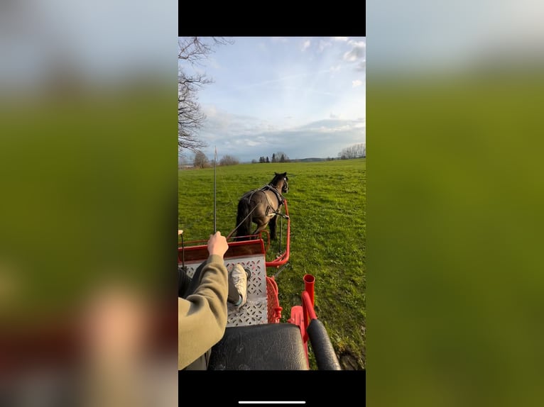 Shetland Ponys Wallach 22 Jahre 115 cm Rappe in Bad Wurzach