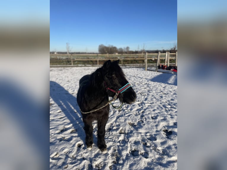 Shetland Ponys Wallach 22 Jahre 115 cm Rappe in Bad Wurzach