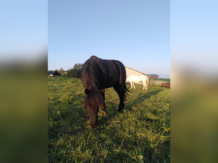 Shetland Ponys Wallach 22 Jahre 115 cm Rappe in Bad Wurzach