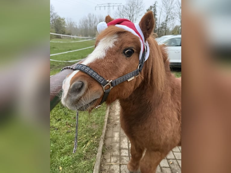 Shetland Ponys Wallach 22 Jahre 90 cm Fuchs in Ballenstedt