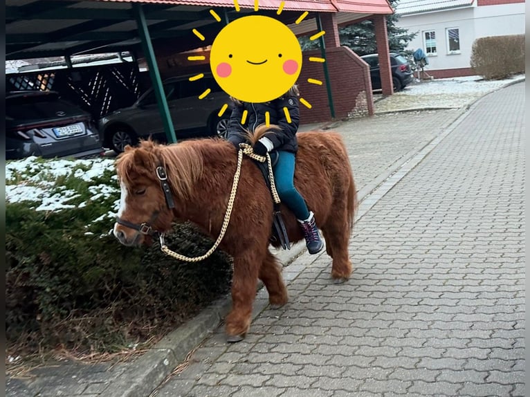 Shetland Ponys Wallach 22 Jahre 90 cm Fuchs in Ballenstedt