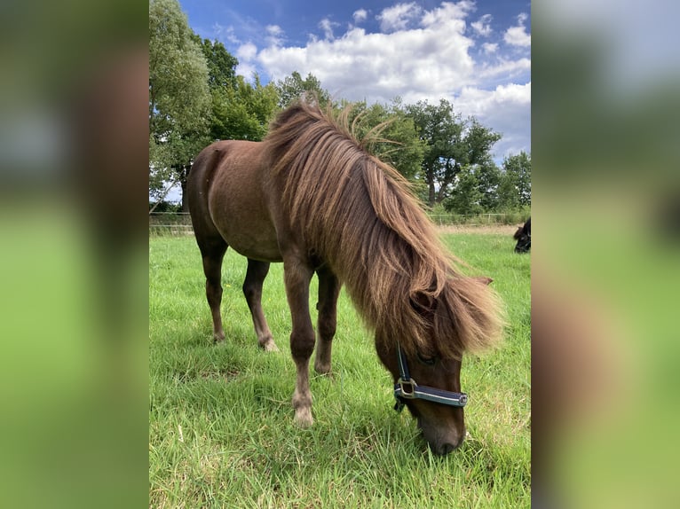 Shetland Ponys Mix Wallach 23 Jahre 108 cm Dunkelfuchs in Schwanewede