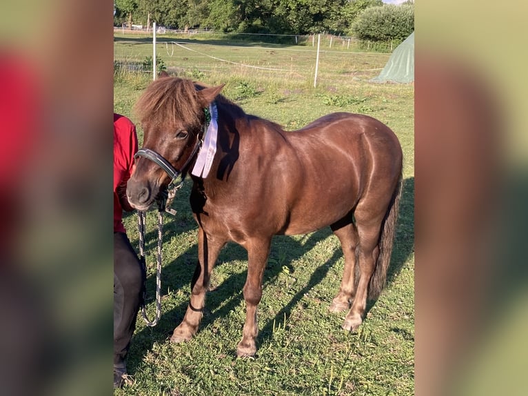Shetland Ponys Mix Wallach 23 Jahre 108 cm Dunkelfuchs in Schwanewede
