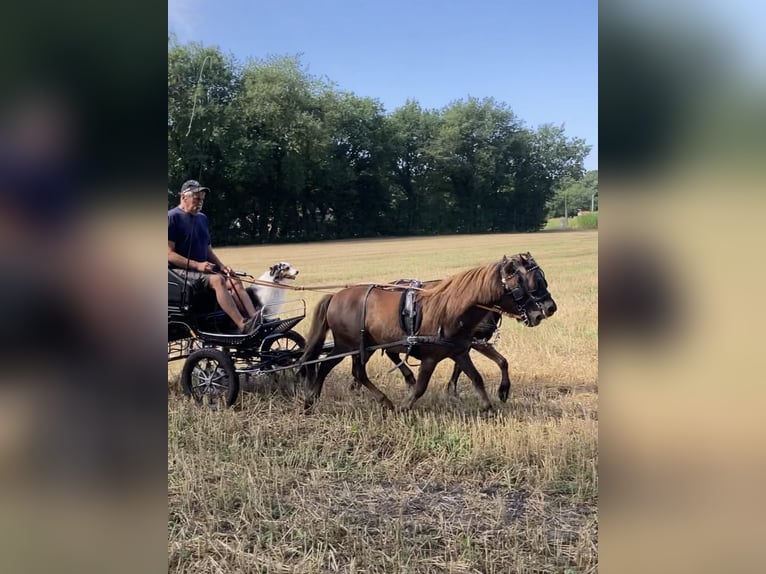 Shetland Ponys Mix Wallach 23 Jahre 108 cm Dunkelfuchs in Schwanewede