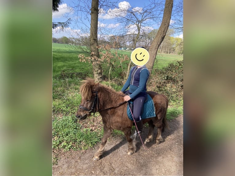 Shetland Ponys Mix Wallach 23 Jahre 108 cm Dunkelfuchs in Schwanewede