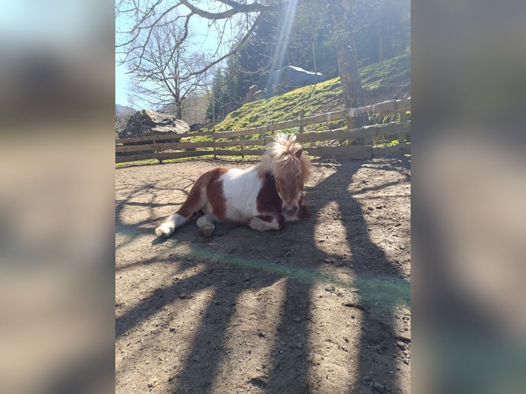 Shetland Ponys Wallach 23 Jahre 85 cm Schecke in Oberried