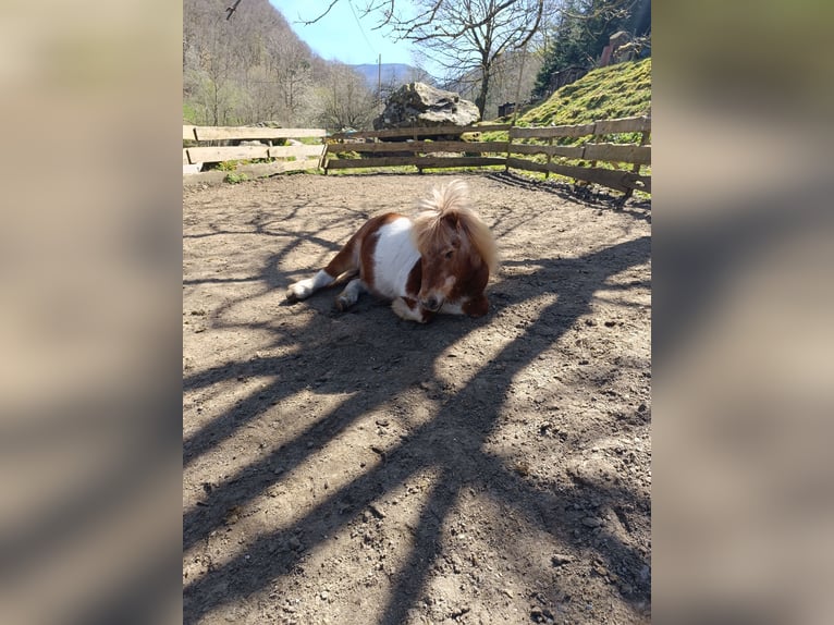 Shetland Ponys Wallach 23 Jahre 85 cm Schecke in Oberried