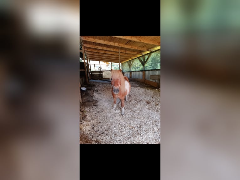 Shetland Ponys Wallach 23 Jahre 85 cm Schecke in Oberried