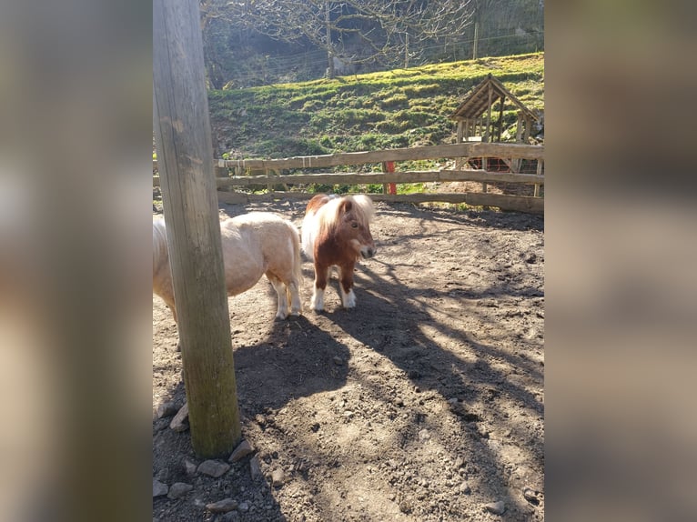 Shetland Ponys Wallach 23 Jahre 85 cm Schecke in Oberried