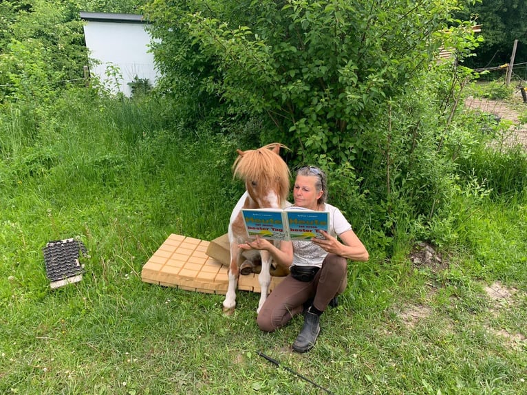 Shetland Ponys Wallach 23 Jahre 87 cm Schecke in Augsburg