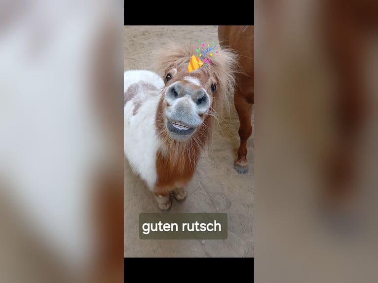 Shetland Ponys Wallach 23 Jahre 87 cm Schecke in Augsburg