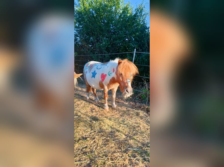 Shetland Ponys Wallach 23 Jahre 87 cm Schecke in Augsburg