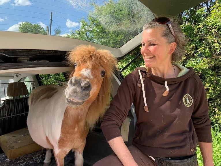 Shetland Ponys Wallach 23 Jahre 87 cm Schecke in Augsburg