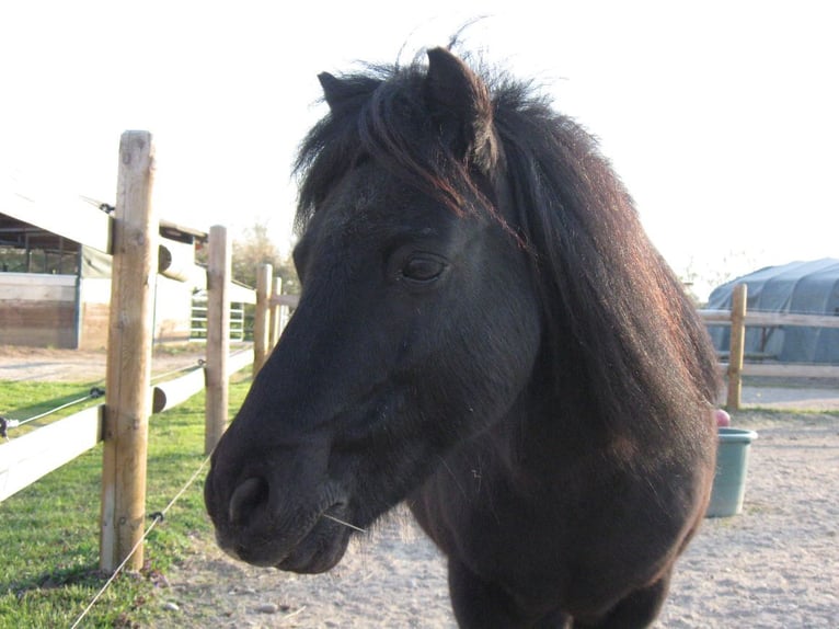Shetland Ponys Wallach 24 Jahre 110 cm Rappe in Au am Rhein