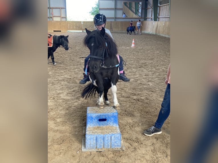 Shetland Ponys Wallach 27 Jahre 92 cm Schecke in D&#xF6;tlingen