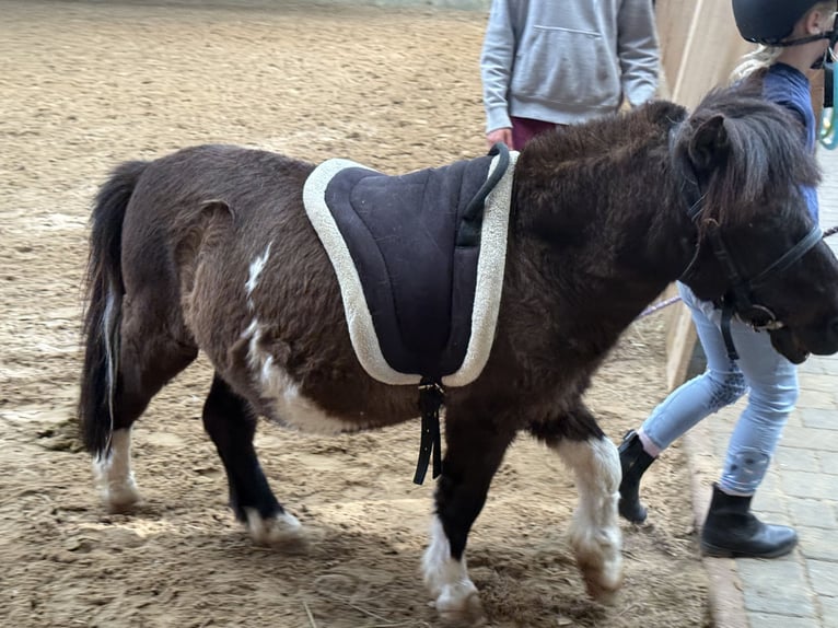 Shetland Ponys Wallach 27 Jahre 92 cm Schecke in D&#xF6;tlingen