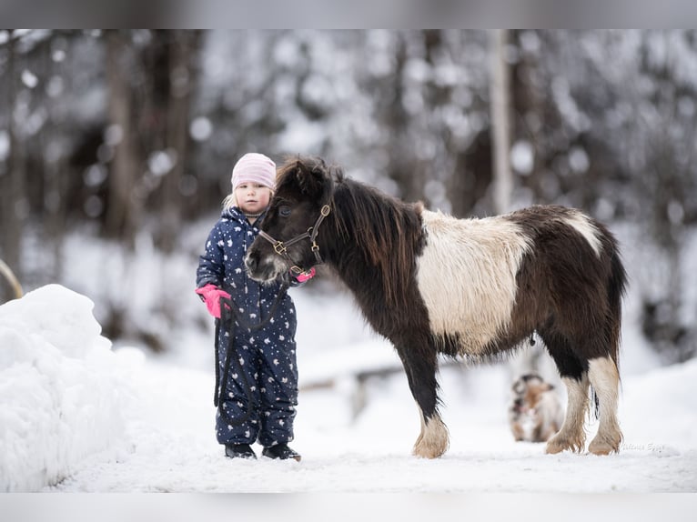 Shetland Ponys Wallach 2 Jahre 100 cm Tigerschecke in Scheffau am Wilden Kaiser