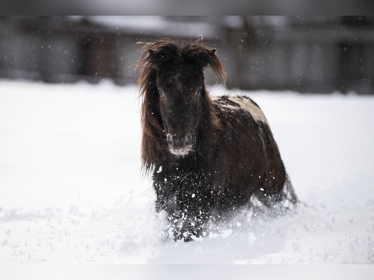 Shetland Ponys Wallach 2 Jahre 100 cm Tigerschecke in Scheffau am Wilden Kaiser